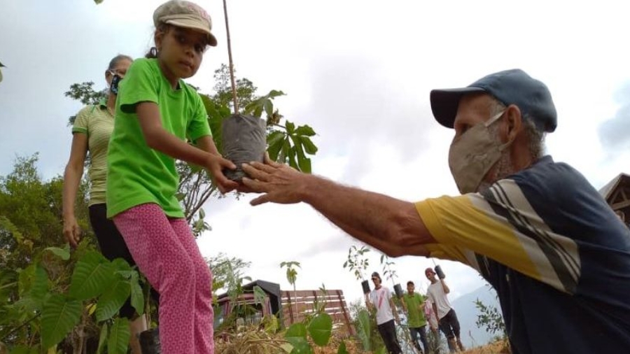 Re-forestación tierra viva