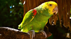 Cotorra cabeciamarilla